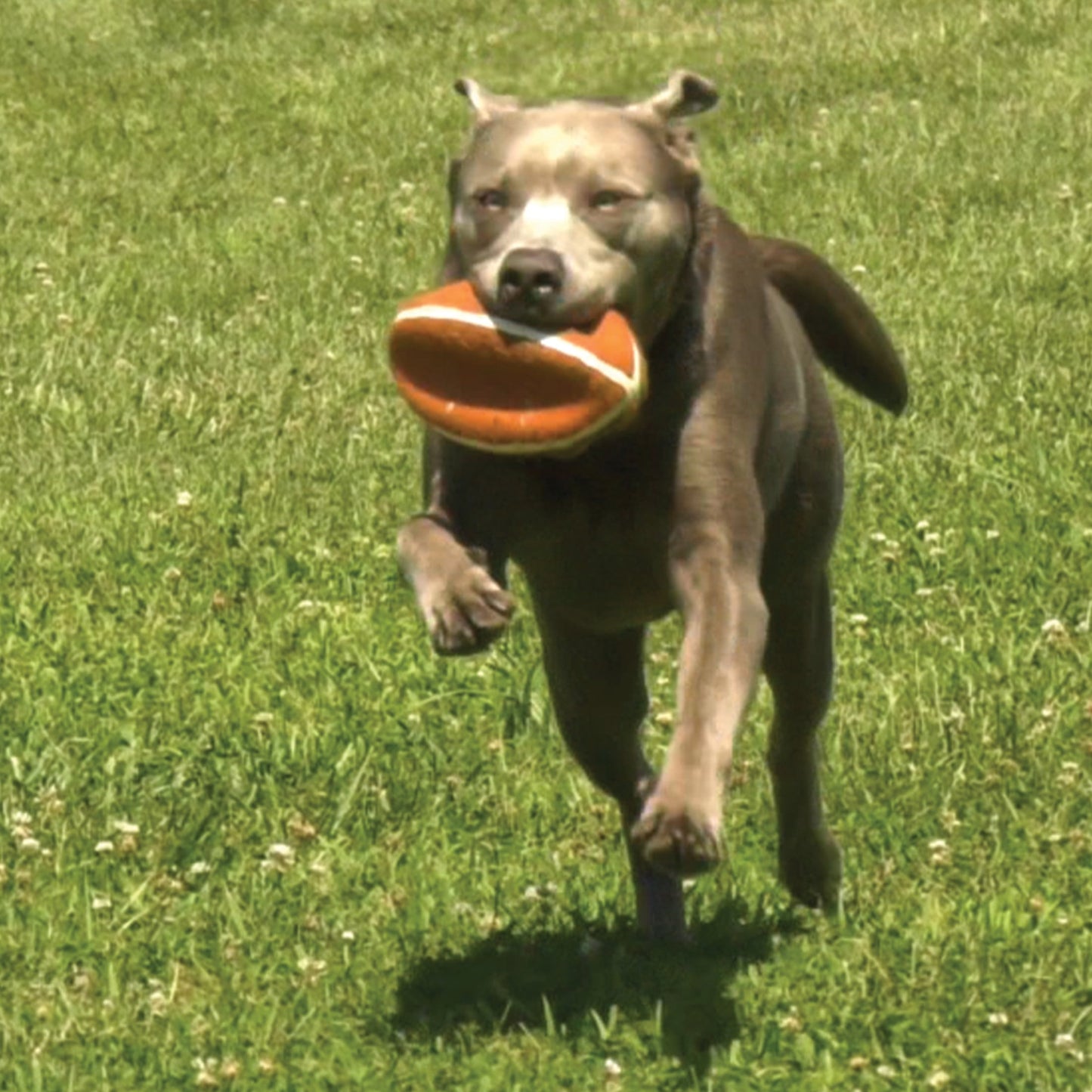 Power Play Football 8.5 Inch Dog Training Toy